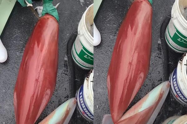 Mực khổng lồ giá 4,5 triệu đồng ở TP.HCM-1