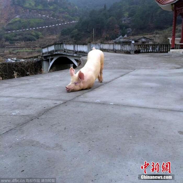 Xôn xao clip chú lợn quỳ gối hàng tiếng đồng hồ trước cửa chùa khi bị bắt tới lò mổ-1