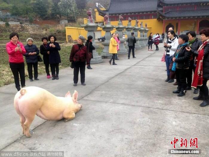 Xôn xao clip chú lợn quỳ gối hàng tiếng đồng hồ trước cửa chùa khi bị bắt tới lò mổ-2