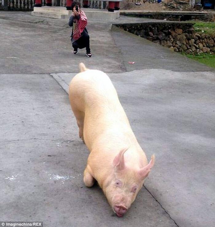 Xôn xao clip chú lợn quỳ gối hàng tiếng đồng hồ trước cửa chùa khi bị bắt tới lò mổ-3