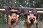 Quá trình khổ luyện thành cao thủ võ thuật ở chùa Thiếu Lâm
