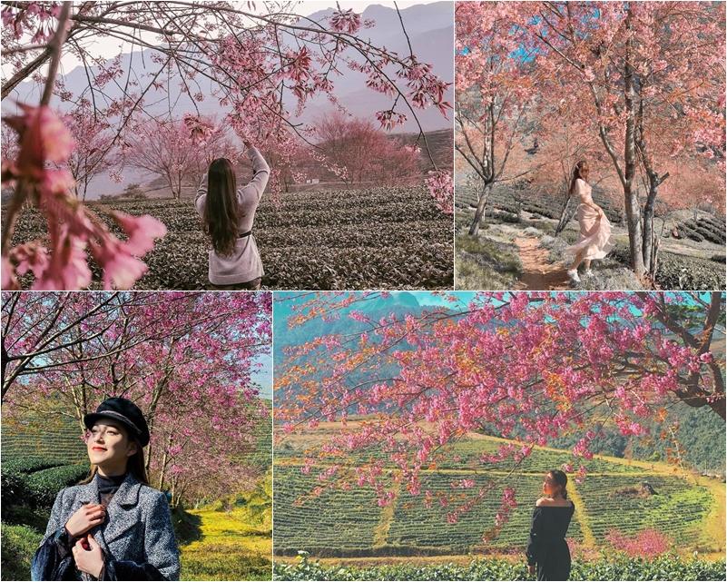 Giới trẻ ngẩn ngơ đón mùa xuân đến sớm giữa muôn sắc hồng của đồi chè Ô Long-2