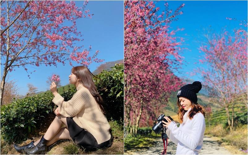 Giới trẻ ngẩn ngơ đón mùa xuân đến sớm giữa muôn sắc hồng của đồi chè Ô Long-3