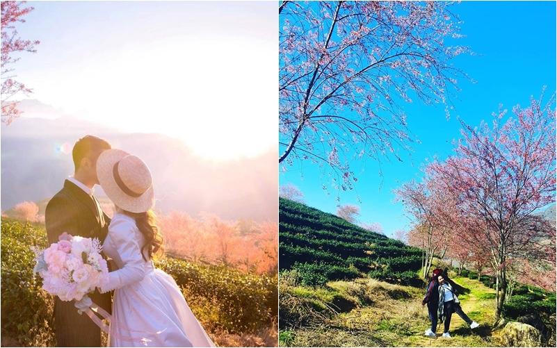 Giới trẻ ngẩn ngơ đón mùa xuân đến sớm giữa muôn sắc hồng của đồi chè Ô Long-4