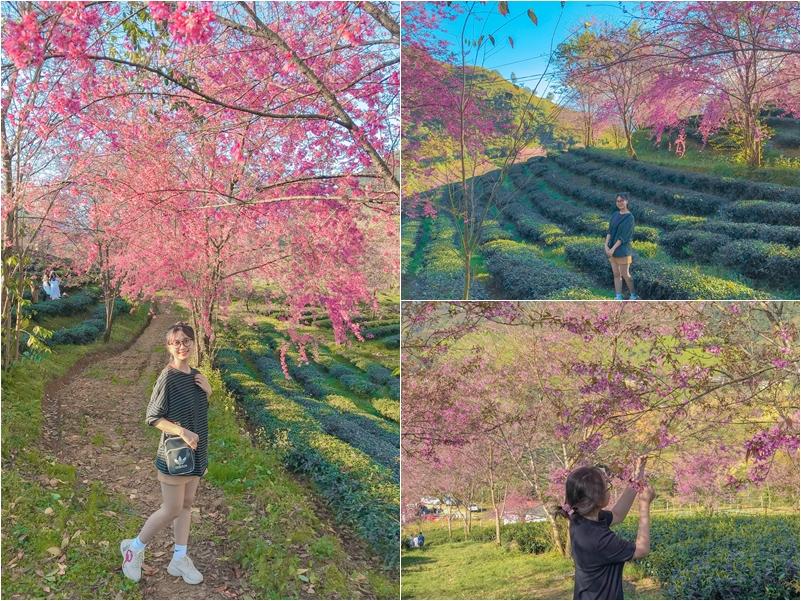 Giới trẻ ngẩn ngơ đón mùa xuân đến sớm giữa muôn sắc hồng của đồi chè Ô Long-5