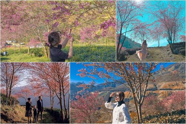 Đồi chè Ô Long vừa mở cửa đã phải đóng do nhiều người vô ý thức xả rác bừa bãi-7