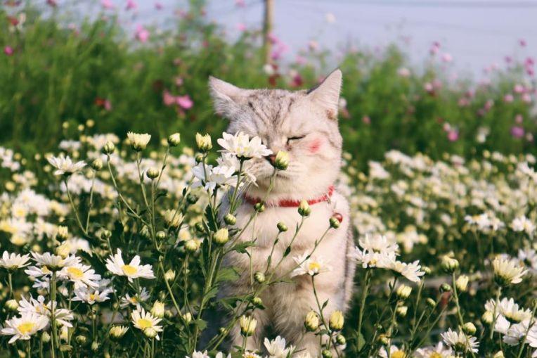 Chùm ảnh đu trend thả dáng bên cúc họa mi, hài hước không thiếu mà thảm họa cũng có thừa-2