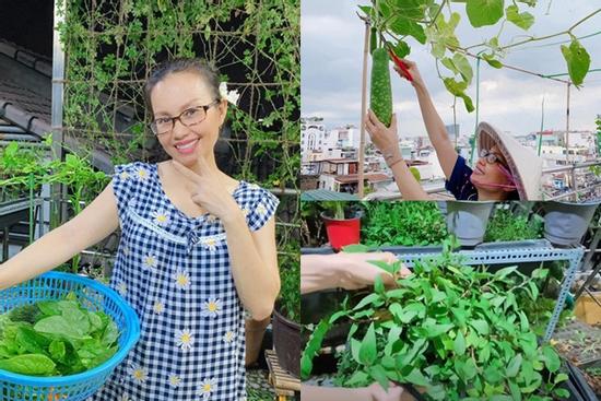 Vườn rau sân thượng của ca sĩ Cẩm Ly