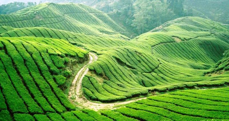 Điều gì làm nên ly trà sữa tuyệt hảo của ToCoToCo?-1