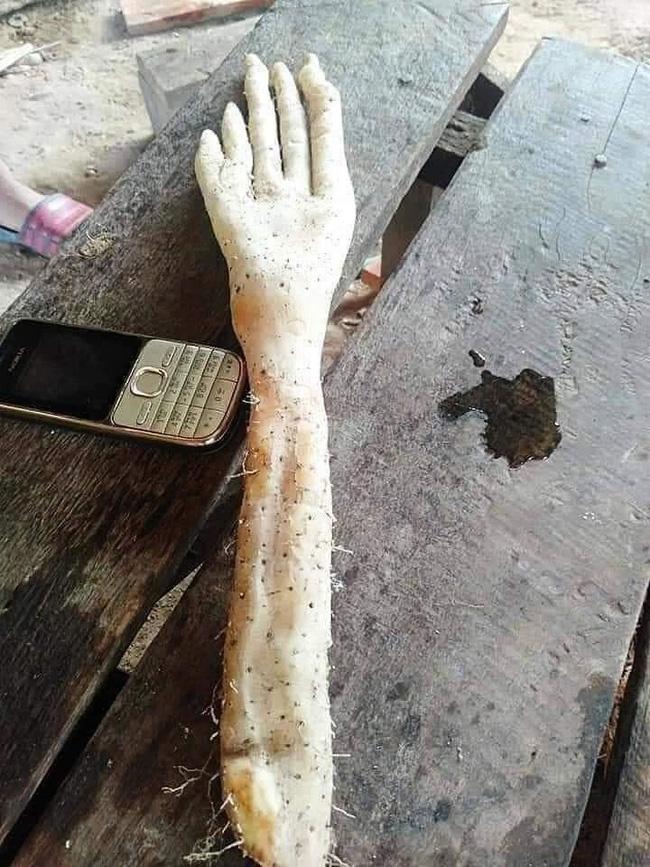 Củ khoai kỳ lạ có hình dáng giống bàn tay người khổng lồ khiến cộng đồng mạng xôn xao-1