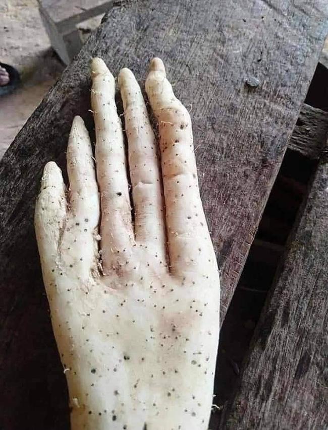 Củ khoai kỳ lạ có hình dáng giống bàn tay người khổng lồ khiến cộng đồng mạng xôn xao-2