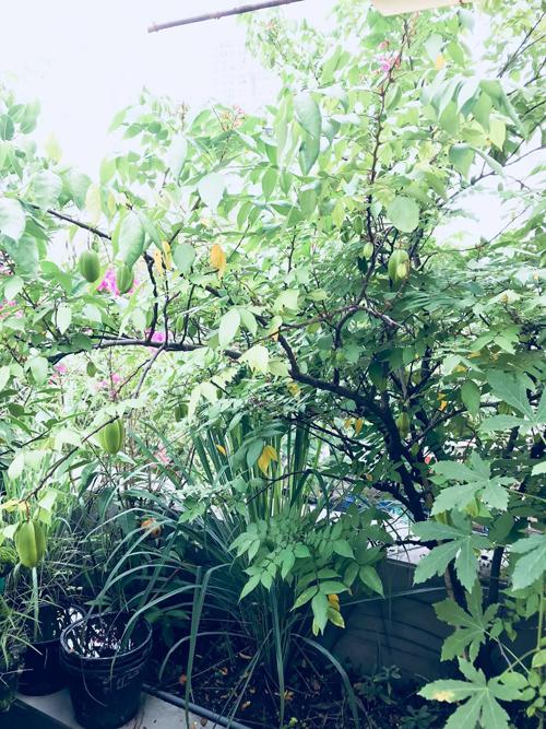 Mẹ Hồ Ngọc Hà làm nông dân đô thị-6