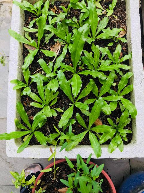 Mẹ Hồ Ngọc Hà làm nông dân đô thị-7