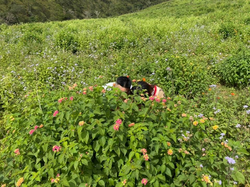 Cười bò bộ ảnh quàng tử bên bụi dã quỳ của 9X quyết chí lên Đà Lạt lập nghiệp-5