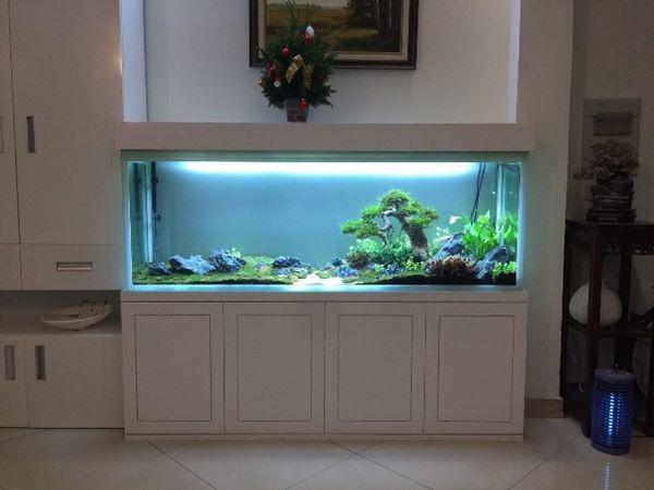 Bể cá không nên đặt linh tinh, người thuộc mệnh này lại càng tuyệt đối tránh-2