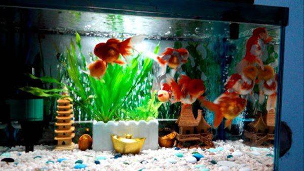 Bể cá không nên đặt linh tinh, người thuộc mệnh này lại càng tuyệt đối tránh-3
