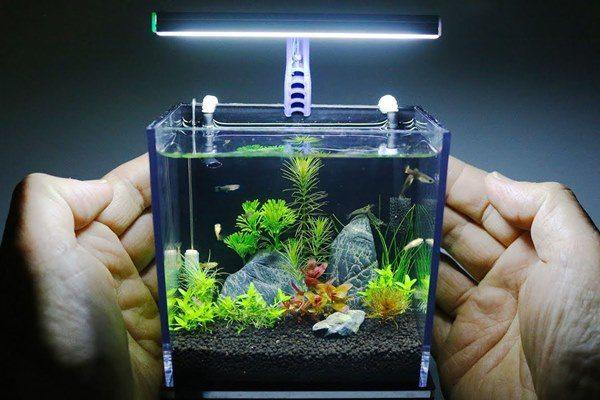 Tuần mới rực rỡ, những con giáp làm gì cũng phất lên như diều gặp gió-3