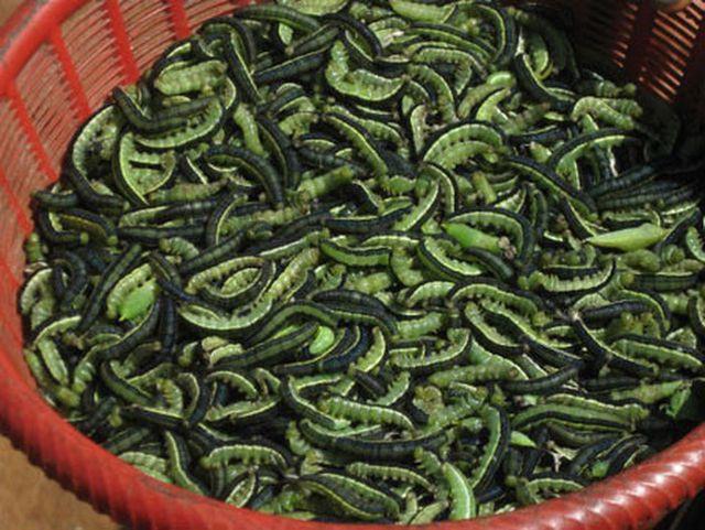 Những đặc sản kinh dị làm từ sâu béo nhung nhúc của Việt Nam, nhiều người nhìn thôi cũng khóc thét-1