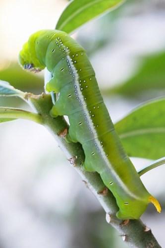 Những đặc sản kinh dị làm từ sâu béo nhung nhúc của Việt Nam, nhiều người nhìn thôi cũng khóc thét-8