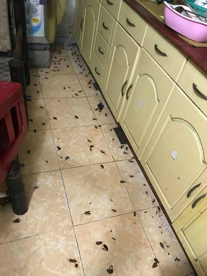 Kinh hoàng nhìn căn bếp thiên hạ đệ nhất ở bẩn với hàng trăm Tiểu Cường đến đại náo-7