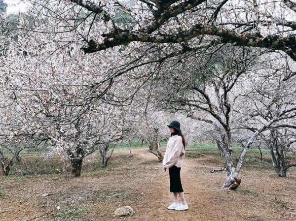 Những mùa hoa nở rộ cuối năm khiến tín đồ du lịch đứng ngồi không yên-7