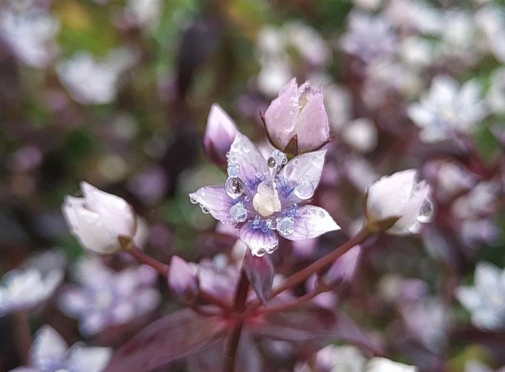 Những mùa hoa nở rộ cuối năm khiến tín đồ du lịch đứng ngồi không yên-12