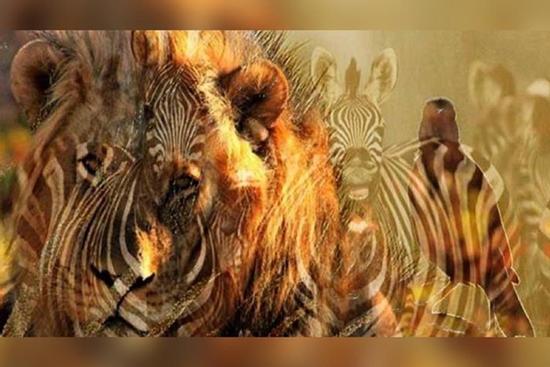 Bạn nhìn thấy sư tử hay ngựa vằn? Câu trả lời tiết lộ bí mật ẩn giấu trong tính cách của bạn