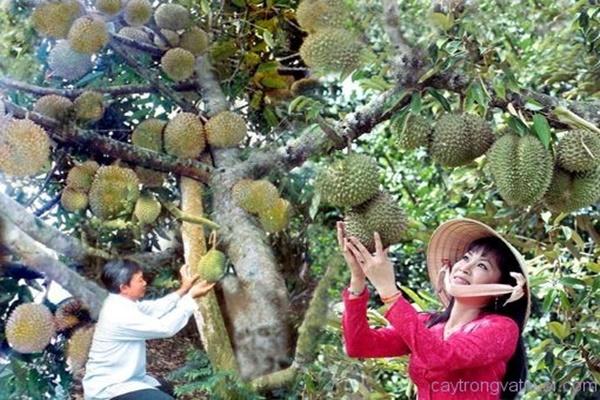 Màn phối hợp thu hoạch sầu riêng từ trên cây cao-1