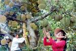 Sốc trước cảnh người Thái Lan thu hoạch sầu riêng từ cây cao-2