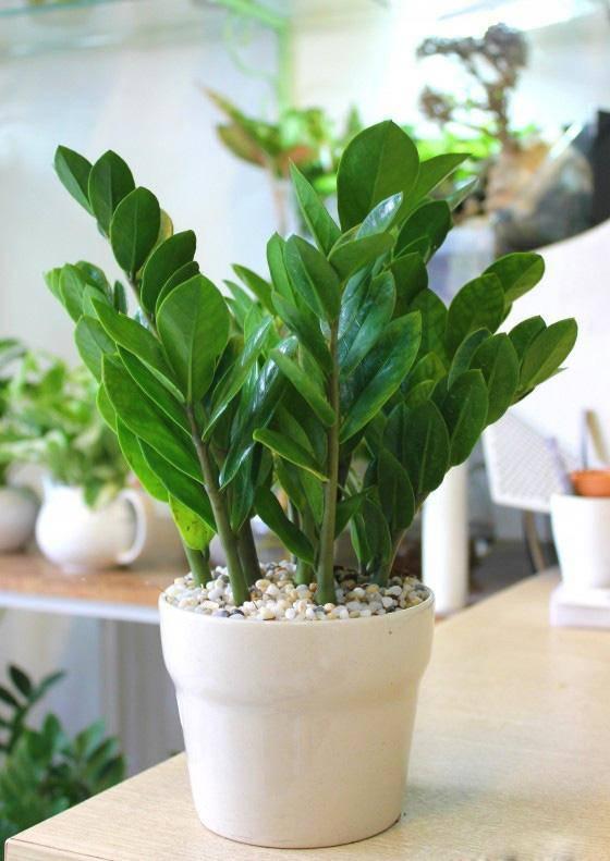 Trồng ngay 5 cây phong thủy này ở đâu để tài lộc, may mắn ào ào chảy về nơi đó-2