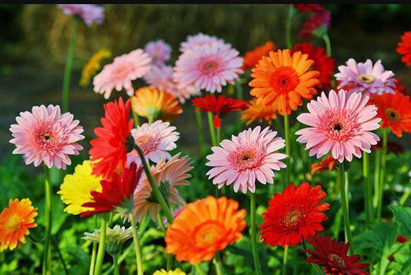 Trồng ngay 5 cây phong thủy này ở đâu để tài lộc, may mắn ào ào chảy về nơi đó-4