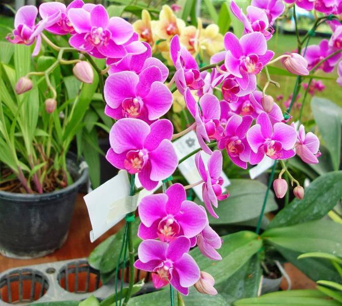 Trồng ngay 5 cây phong thủy này ở đâu để tài lộc, may mắn ào ào chảy về nơi đó-6