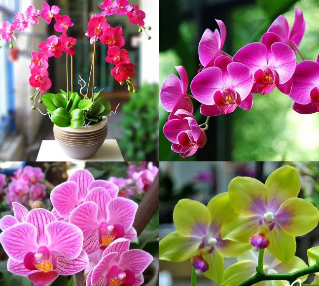 Trồng ngay 5 cây phong thủy này ở đâu để tài lộc, may mắn ào ào chảy về nơi đó-7