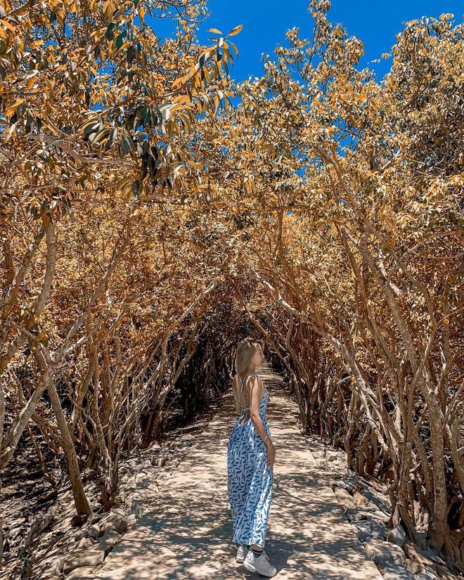 Chỉ muốn xách balo và đi ngay khi nghe tên 4 khu rừng đẹp xuất sắc này-2