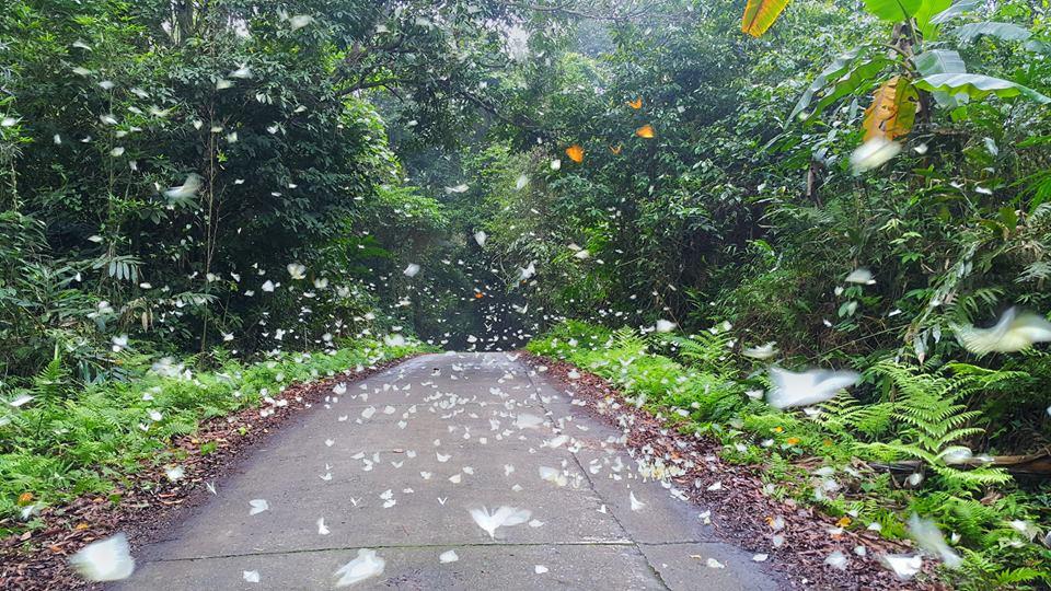 Chỉ muốn xách balo và đi ngay khi nghe tên 4 khu rừng đẹp xuất sắc này-13