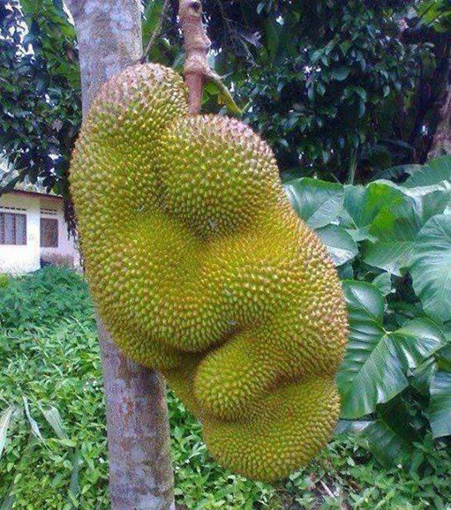 Loạt rau củ có hình hài kỳ lạ khiến ai nhìn cũng phải đứng hình-7