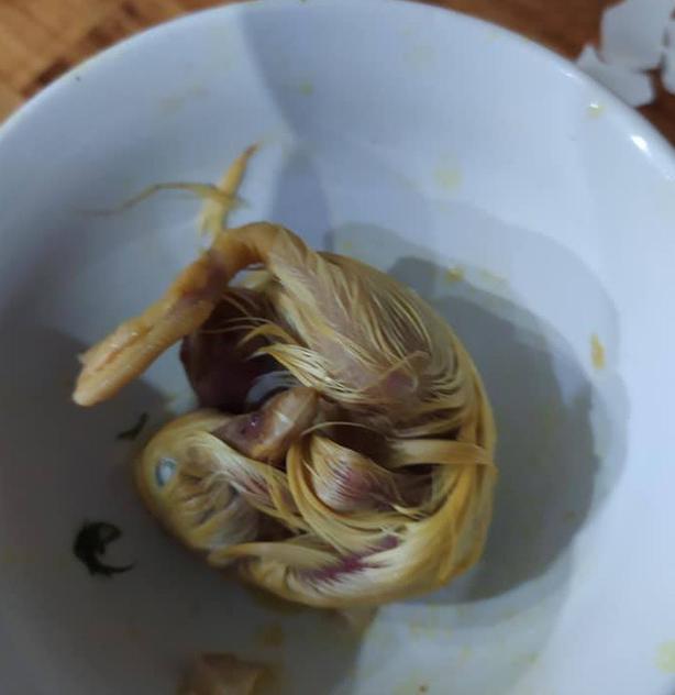 Đi ăn trứng vịt lộn, thanh niên nhát gan vừa nhìn thấy đã hoảng hồn, hận cô bán trứng-2