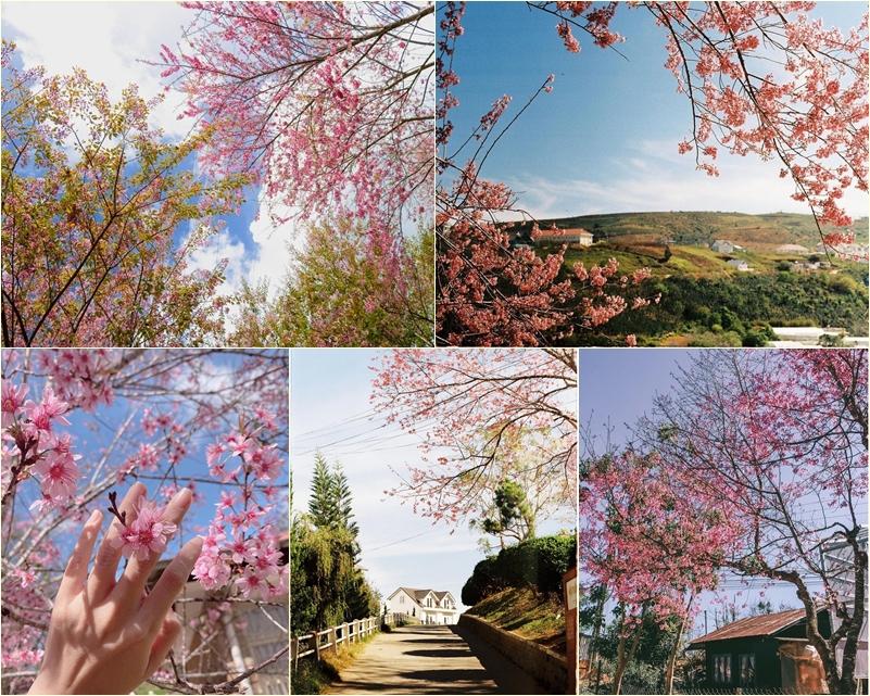 Đắm say mùa hoa mai anh đào nở rộ, rủ crush đi check-in đảm bảo tỏ tình không trượt phát nào-1