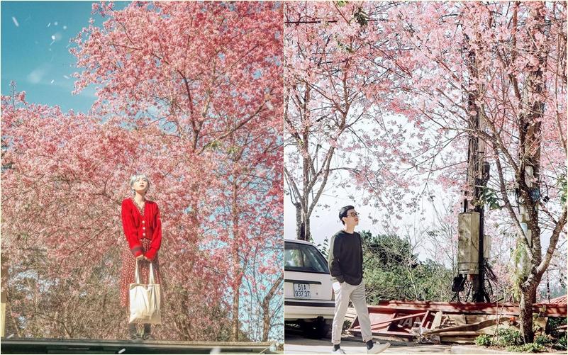 Đắm say mùa hoa mai anh đào nở rộ, rủ crush đi check-in đảm bảo tỏ tình không trượt phát nào-2