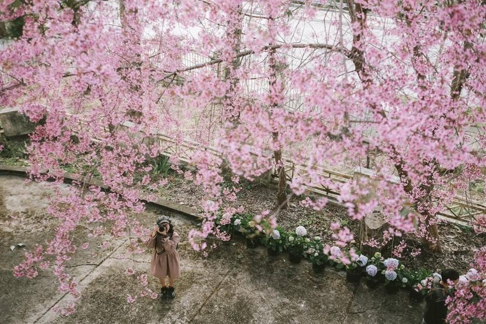 Đắm say mùa hoa mai anh đào nở rộ, rủ crush đi check-in đảm bảo tỏ tình không trượt phát nào-3