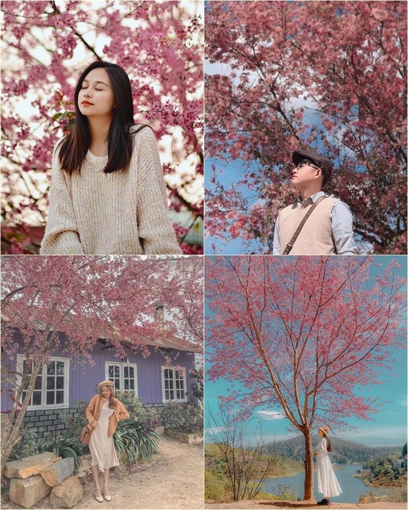 Đắm say mùa hoa mai anh đào nở rộ, rủ crush đi check-in đảm bảo tỏ tình không trượt phát nào-4