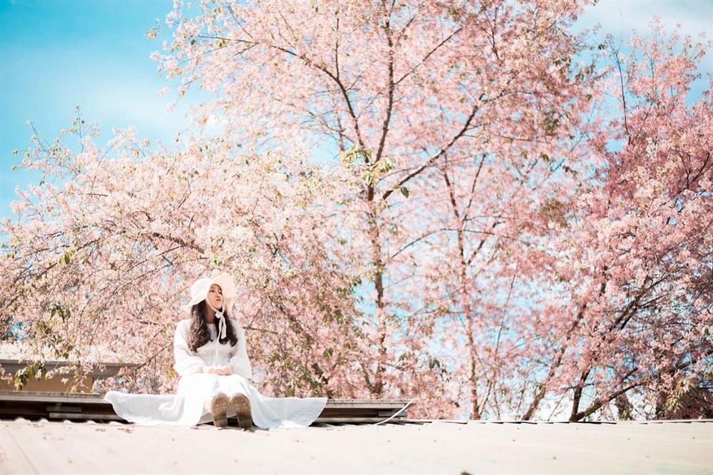 Đắm say mùa hoa mai anh đào nở rộ, rủ crush đi check-in đảm bảo tỏ tình không trượt phát nào-5