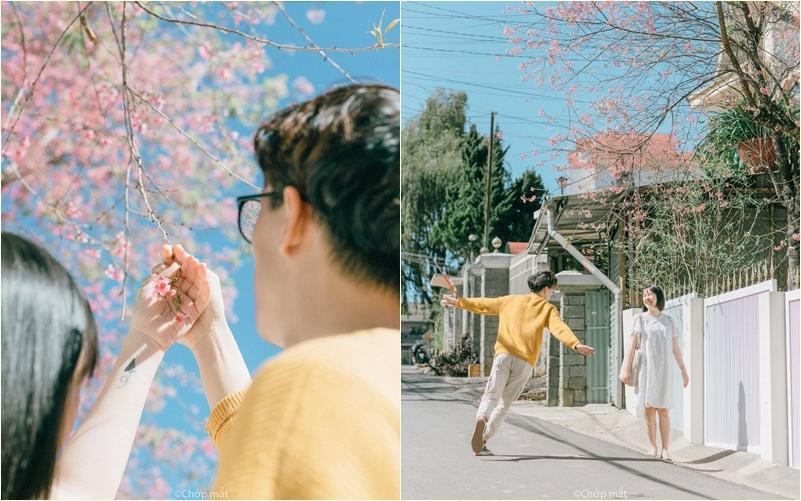 Đắm say mùa hoa mai anh đào nở rộ, rủ crush đi check-in đảm bảo tỏ tình không trượt phát nào-6