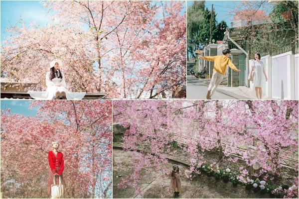 Ngất ngây trước bộ ảnh bên hoa anh đào tại Đà Lạt của cặp đôi 6 năm tình bể bình-13