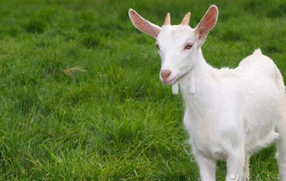 4 con giáp nữ có phúc nhất, về già không thiếu tiền, càng nhiều tuổi càng có phúc-2