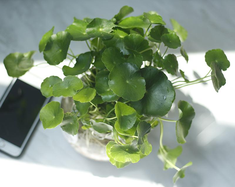 Cây cỏ đồng tiền có ý nghĩa gì trong phong thủy?-4