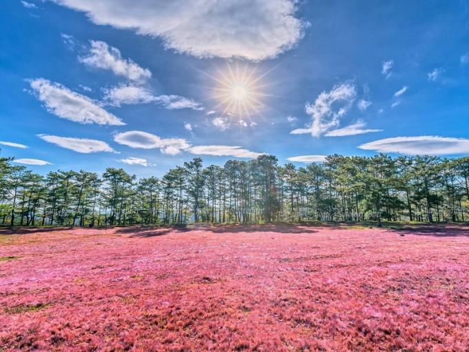 Ngẩn ngơ mùa cỏ hồng Đà Lạt đẹp như tranh vẽ-1