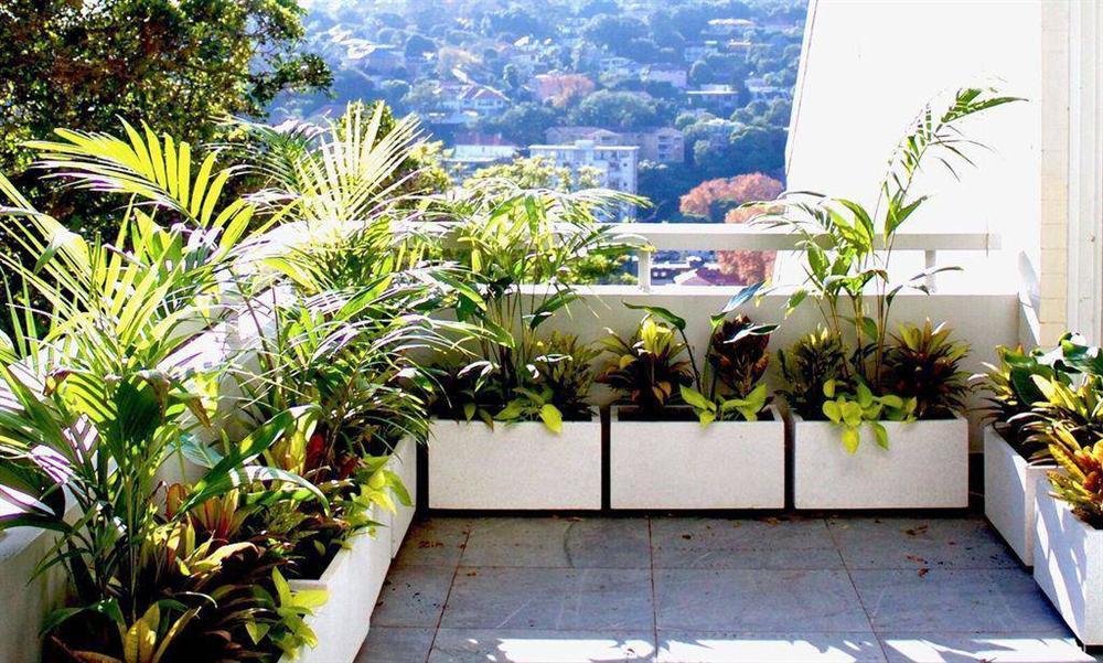 3 nguyên tắc vàng khi trồng cây phong thủy ở ban công chung cư để hút tài lộc vào nhà-2