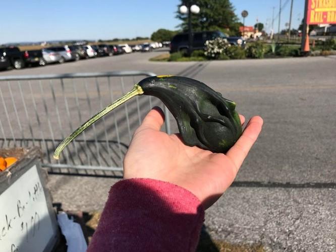 Muôn cú lừa từ mẹ thiên nhiên khiến ai cũng tự hỏi liệu đây có phải sản phẩm photoshop?-9