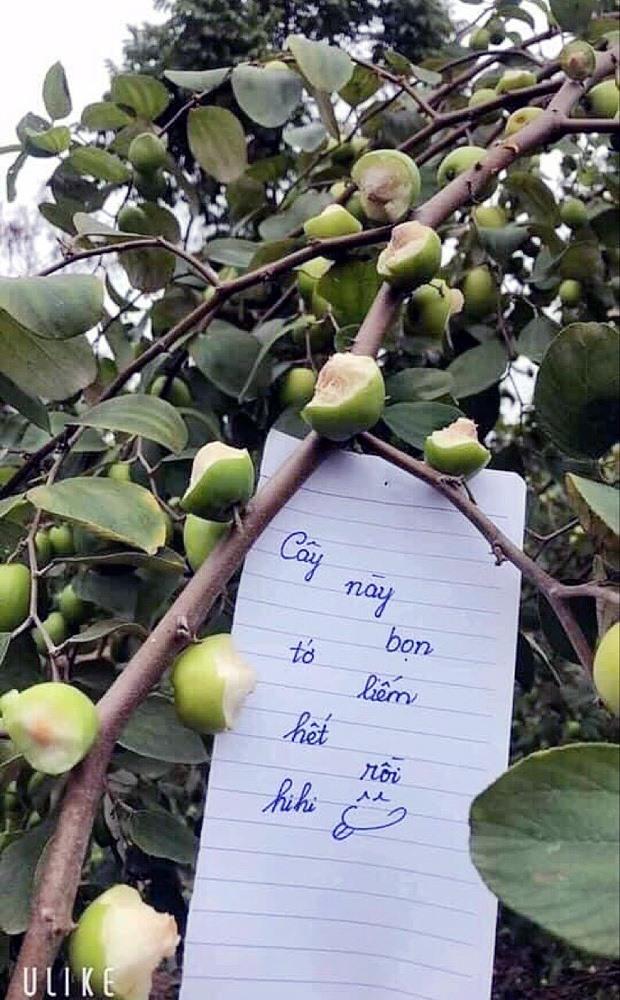 Nhóm khách cắn dở vườn táo như chuột gặm ở Hà Nội, còn để lại bút tích trêu ngươi-2
